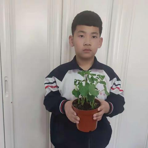 《植物成长记之花芸豆》五年三班——司鑫明