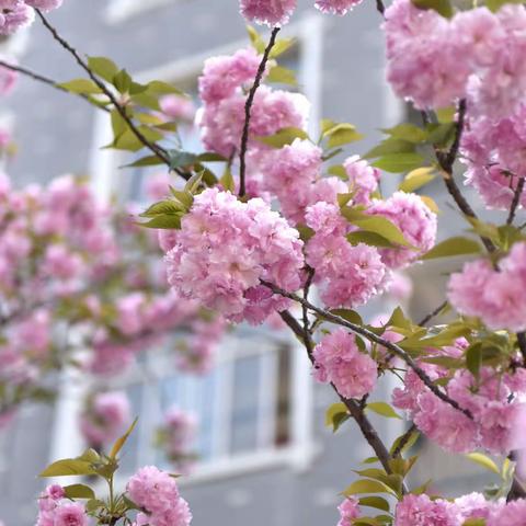 樱花🌸