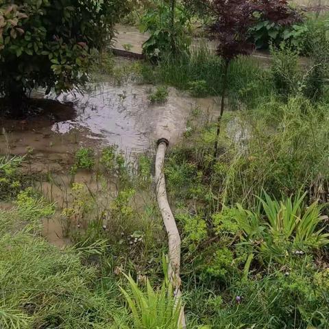 大宾镇贾湾村：开展雨后人居环境整治行动