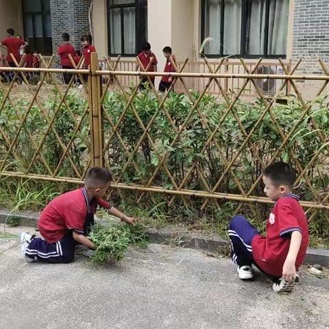 校园除草我最棒——红星小学王二小中队9月除草活动