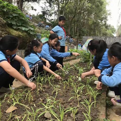 以劳树德，以劳育美——记塘坪镇中心小学“金种子”劳动教育实践活动