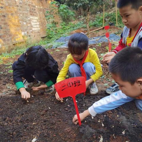 【课题动态15】“蔬”香为伴，“勤”满校园—下埠小学分班种植活动