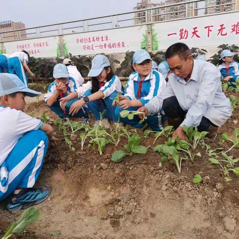 【快乐劳动】快乐劳动 采摘白菜——盐小菜园采摘活动