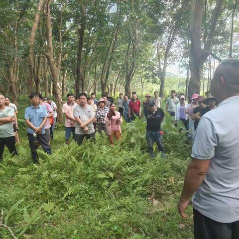 “查堵点、破难题、促发展”海胶集团龙江分公司长龙派驻组割胶技术培训