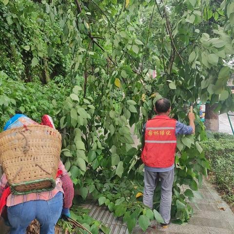 暴风雨来袭 绿化抢险保安全