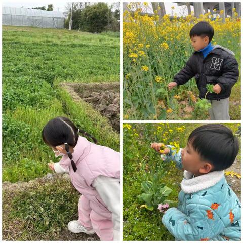 峰江街道小精灵幼儿园小班段《春天里》主题活动