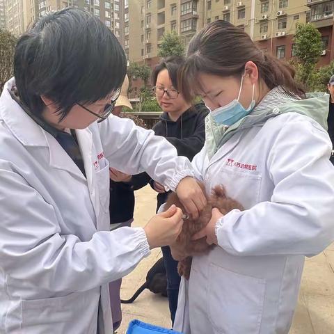 东泰社区开展“春季狂犬疫苗  免费注射活动”