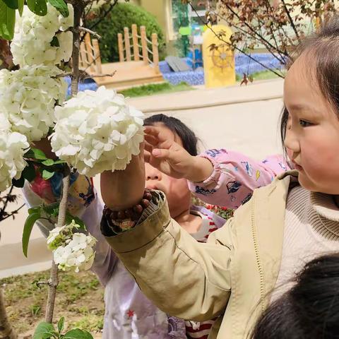 小小花世界之遇见绣球