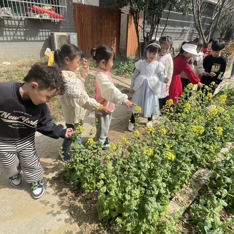 草长莺飞🍃🍃，不知不觉中春姑娘已经来到我们身边啦！发现春天🌸，找春天