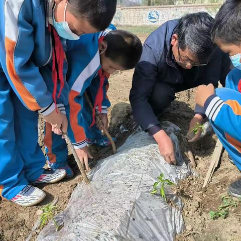 小辣椒，快长大—乌鲁木齐县托里中学种植辣椒活动