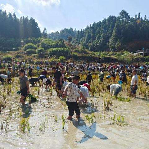 高田镇第三届农民丰收节暨徒手抓稻花鱼活动