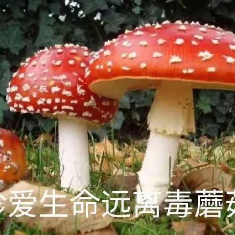 爱的传递的美篇