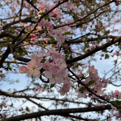 春光烂漫时，出游探春‘趣’——腾冲市猴桥镇东村明德小学春游实践活动