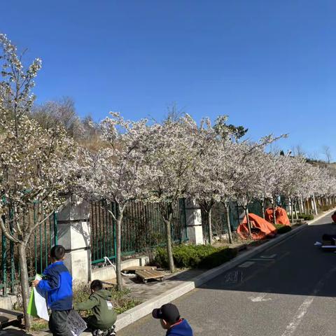 樱花市集—-樱花奶冻试吃啦！