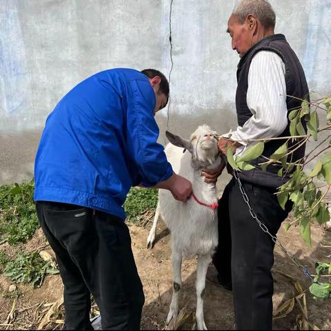 【文明养犬 免疫先行 健康伴你我｜交口集中开展犬只狂犬病免疫工作】