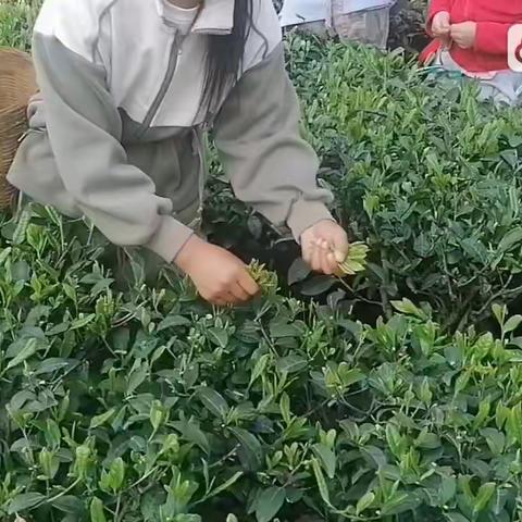 春茶绿  童年趣