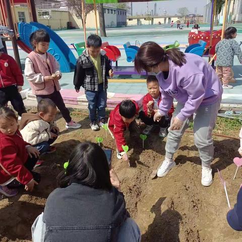 土豆，你好！——桥板幼儿园土豆种植记