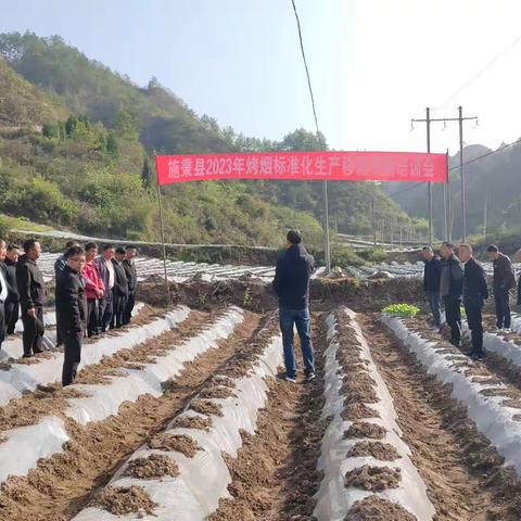 施秉县烟草专卖局（分公司）召开移栽现场会，吹响全县烤烟大田移栽号角