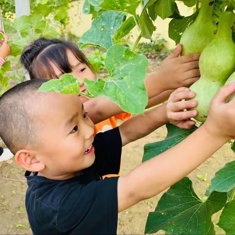 “葫芦娃”进班啦——琉璃寺镇中心幼儿园中二班项目式研究课程