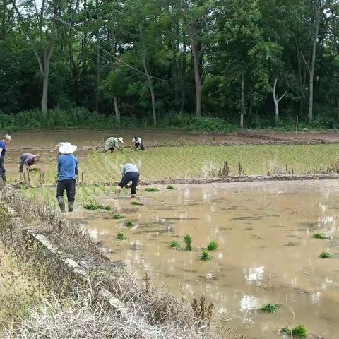 亨田村党员志愿者五一劳动节开展助力早稻生产。