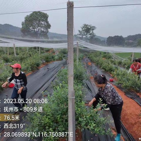 蓝莓采摘正当时，快来邂逅你的“蓝颜知己”！