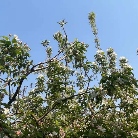 繁花浓绿缀春天