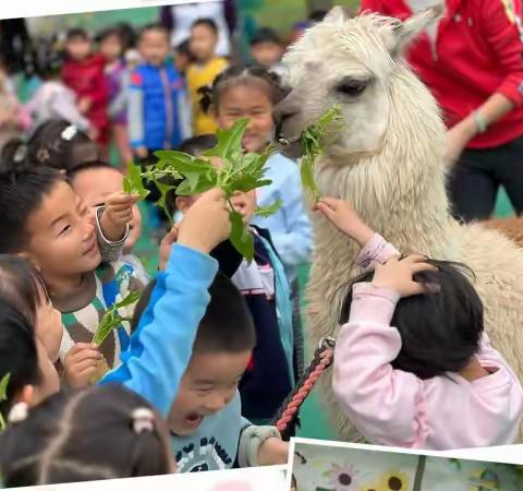 号外号外，萌系掌门驾到，幼儿园里就可以看羊驼！