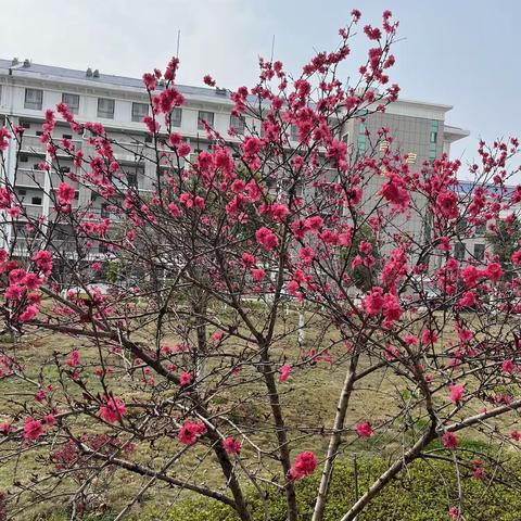 丝尽春犹在，烛化意更稠