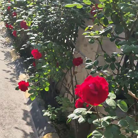 我们学校门口的百米花墙🌹🌹🌹