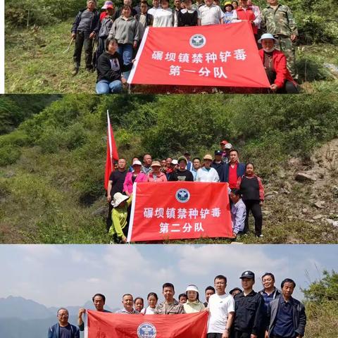 豆坝林场积极参加碾坝镇政府开展的禁种铲毒搜山踏查活动