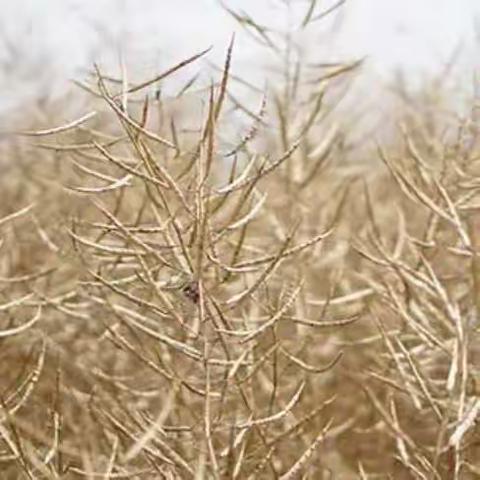 “油”你才好