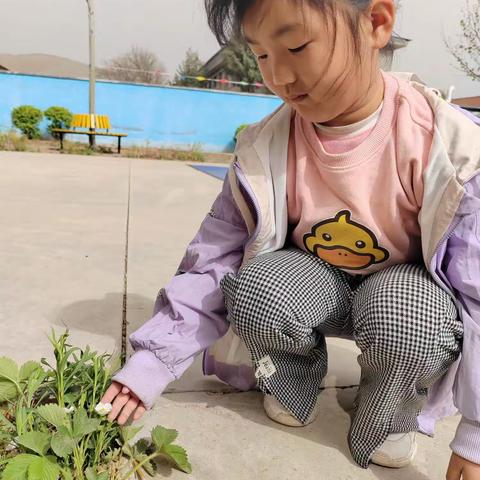 我眼中的春天—魏家井幼儿园