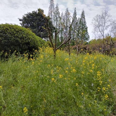 草长莺飞春光美，正是踏青好时节一一袁集小学三（1）班春游记