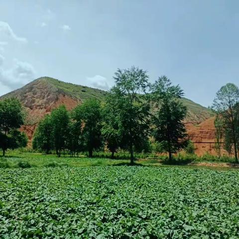 开心农场露营地●采摘、烧烤、休闲娱乐、自由种植、蔬菜瓜果