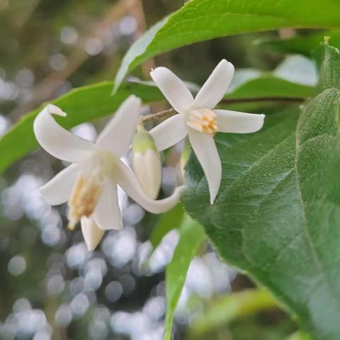 白花龙：响铃子