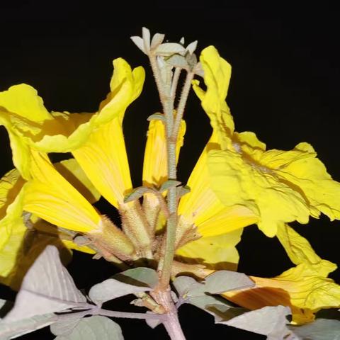 黄花风铃花