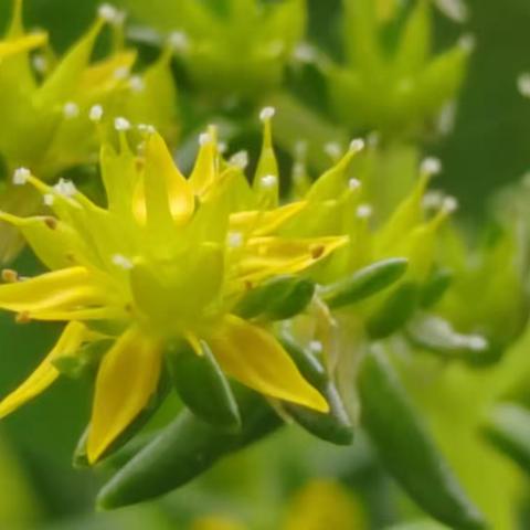 佛甲草花开