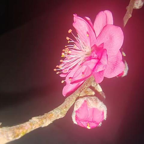 夜赏桃花