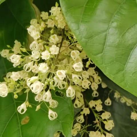 苹婆花开俏枝头