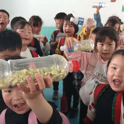 石桥镇直幼儿园~大班~水培实验《豆宝宝成长记》