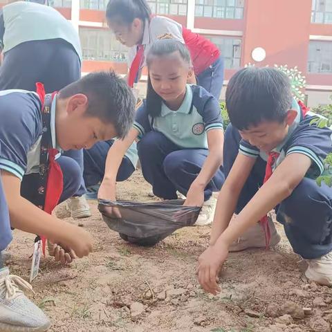 种的是希望，植的是精神——四六班玫瑰种植