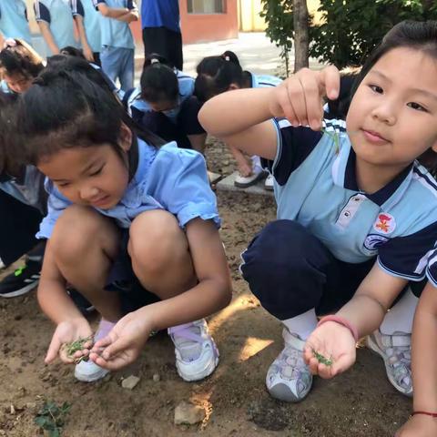 除草大行动——记二级部劳动种植基地拔草活动