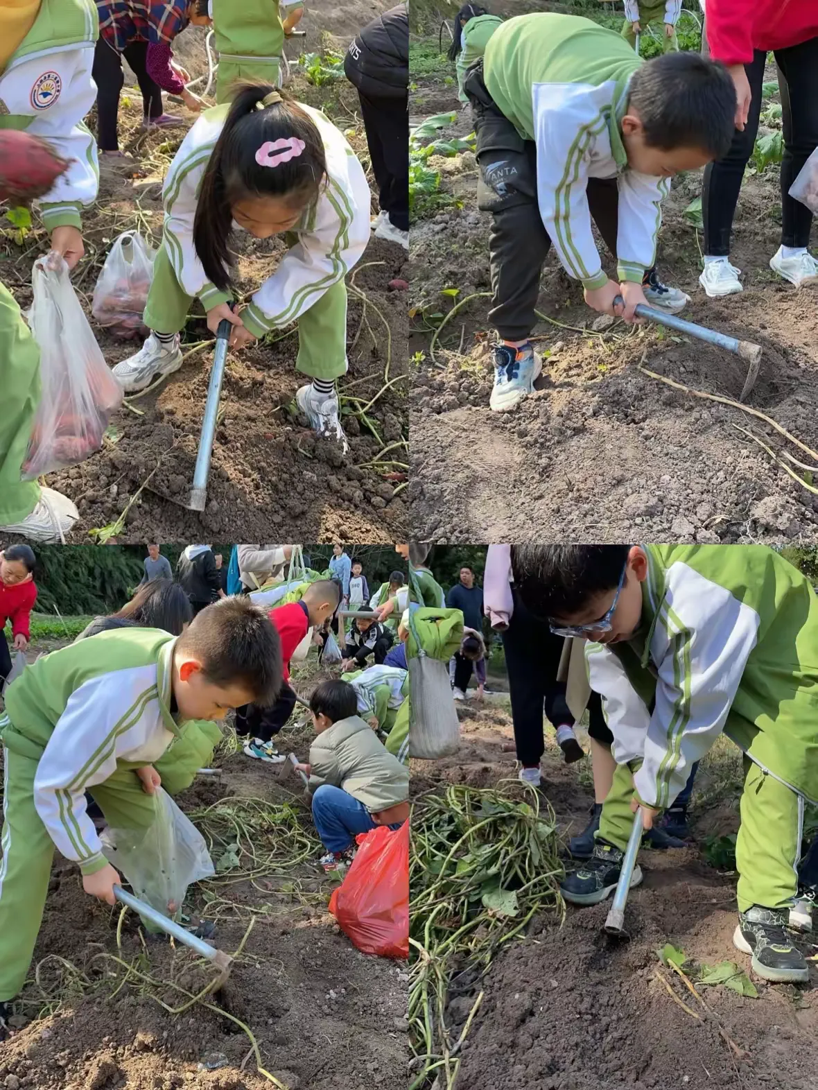 简篇-“寻农耕之美 享田园劳作之乐”——上杭县第二实验小学2023-2024学年第一学期三(1)班社会实践活动