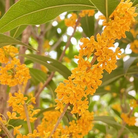 《桂花飘香月下闻》