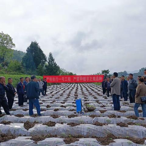 烤烟移栽培训忙 群众增收有保障