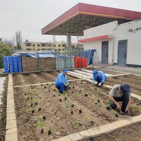 伊犁销售公司托海加油站建设打造温馨“小菜园”