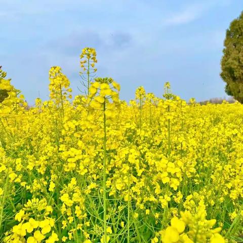 敦煌市第四幼儿园大一班油菜花——“‘编’玩‘编’乐”活动