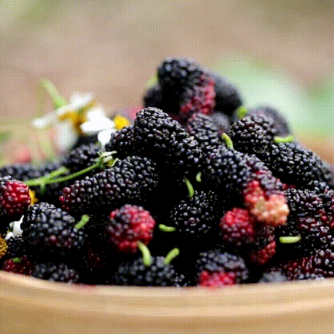 上犹县营前镇石溪村童伴之家开展了“摘桑葚”实践主题活动