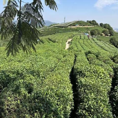 “探茶秘 品茶香 享茶趣”——大三班班本课程