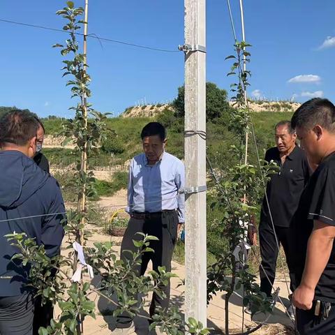 果树专家李炳智亲临我镇秋树塔村，现场指导新建果园管理工作。